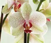 doniczki, doniczka brussels orchid, storczyki